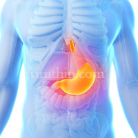 Primary Obesity Surgery Endolumenal information