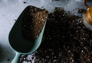 Eating Dirt for Obesity